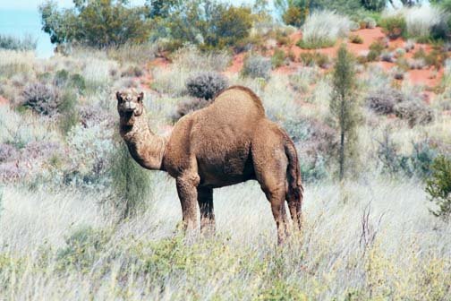AUS NT LasseterHighway 2001JUL12 Camels 002